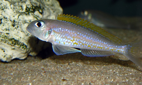 Xenotilapia flavipinnis 'Mutondwe (Crocodile) Island'